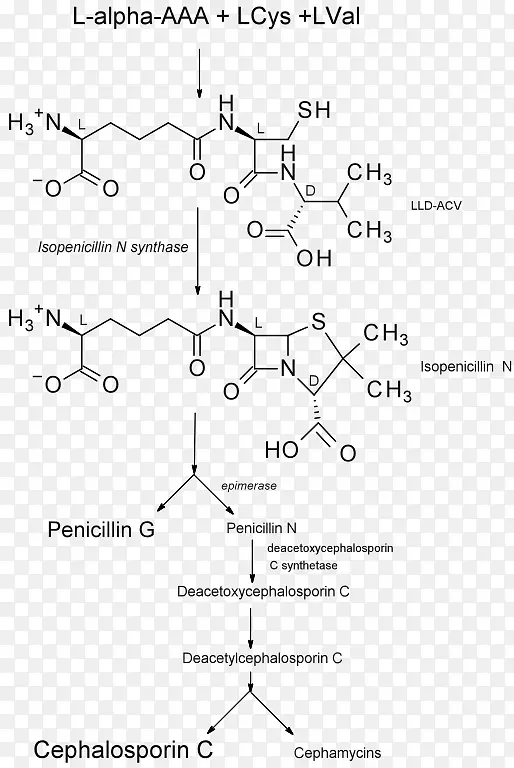 青霉素合成酶生物合成青霉素头孢菌素抗生素