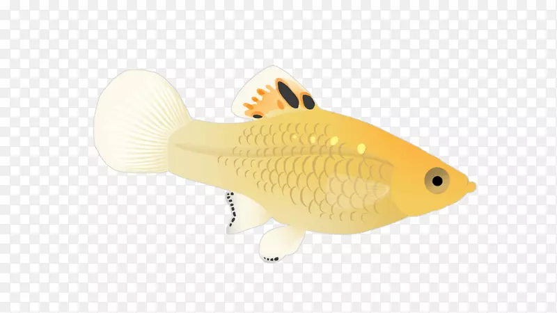 鱼-鱼插图