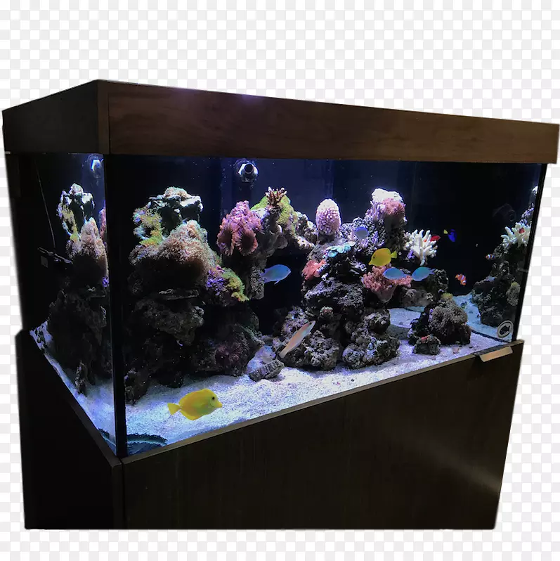水族馆照明本杰明的水族馆服务礁水族馆-珊瑚礁