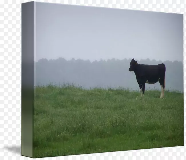 牛牧场画框农场天空plc-水彩奶牛