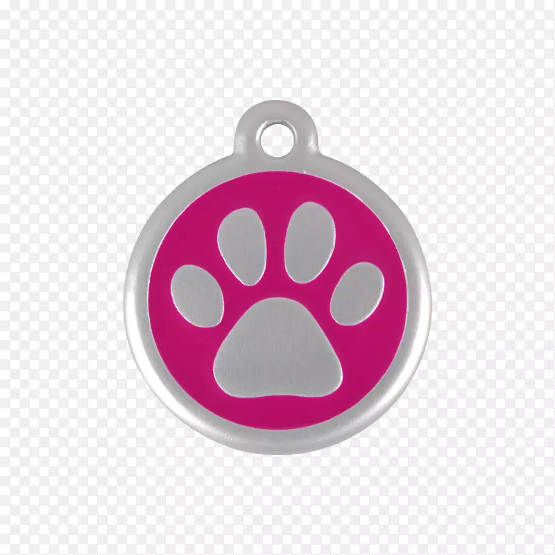 猫科动物兽医诊所兽医塞维利亚带攀缘带的王子.猫