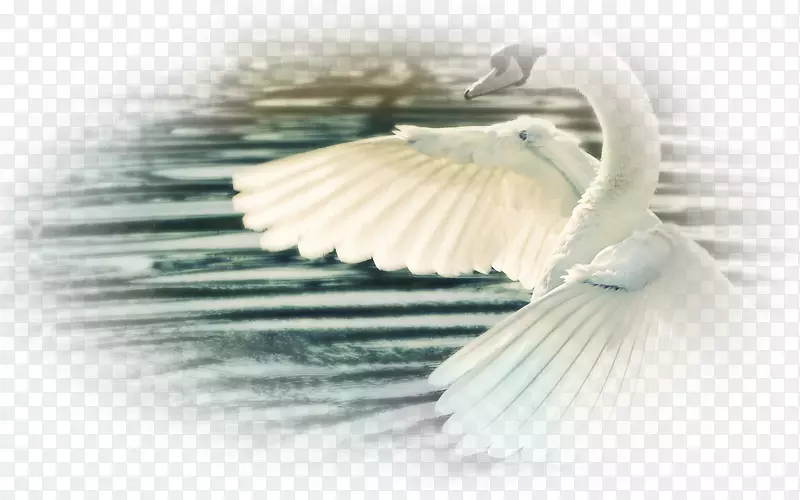 静音天鹅翅膀展示分辨率白天鹅