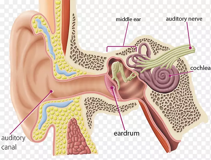 听觉脑耳蜗神经听觉系统-耳