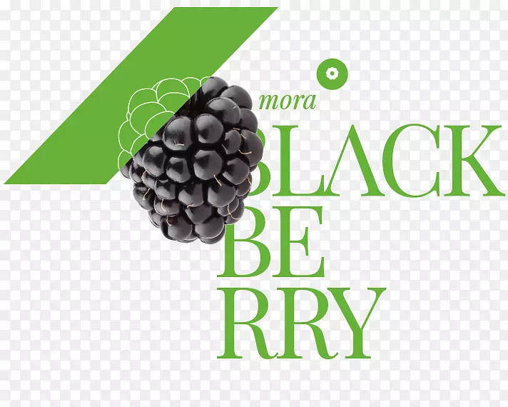 产果黑莓-莫拉