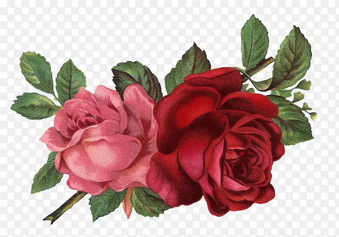 古典玫瑰：家居和花园剪贴画的美丽品种-玫瑰