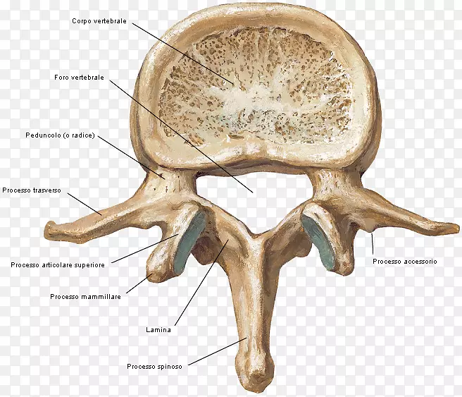 腰椎脊柱解剖