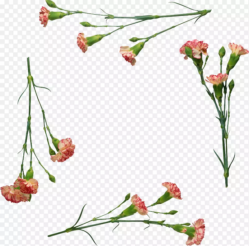 花卉设计十一月的心切花康乃馨