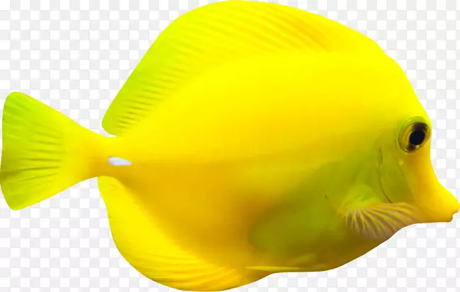 鱼黄色RGB颜色模型Ты-моянежность-FISH