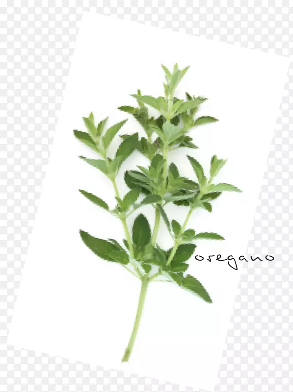 叶中草药植物茎叶