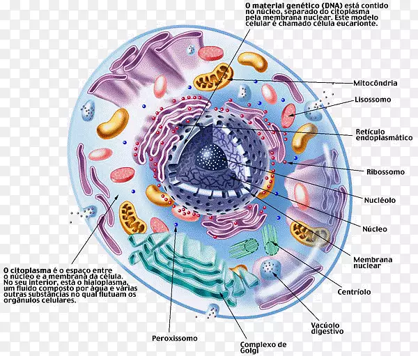 细胞cèl·Lula eucariota ribosome真核生物cèl·Lula动物