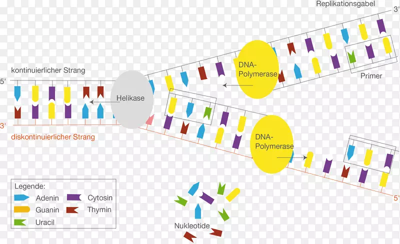 DNA复制转录启动子蛋白质生物合成蛋白