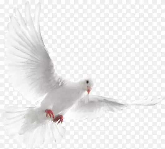 金鸡科印度燕鸥鸟翼鸽-鸟