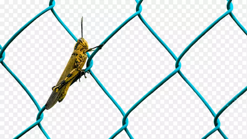 周界铁丝网昆虫围栏