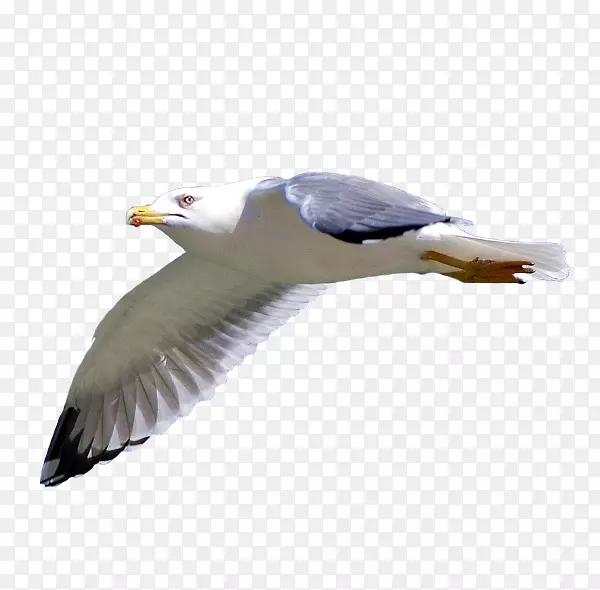 欧洲鲱鱼海鸥秃鹰光栅图形鸟