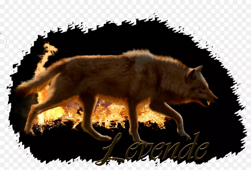 红狐狸，狼，灰狼，野狼，红狼-狐狸