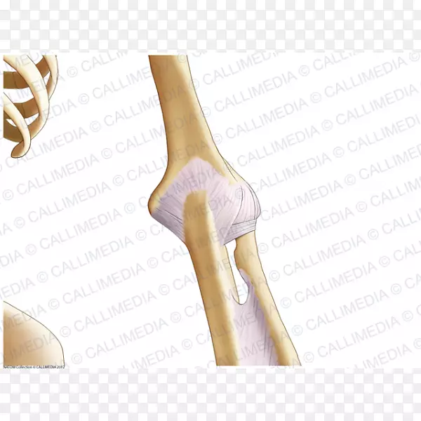 拇指肘肩韧带解剖-骨骼