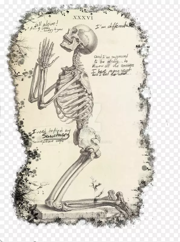 祈祷之手祈祷人类骨骼解剖人体骨骼