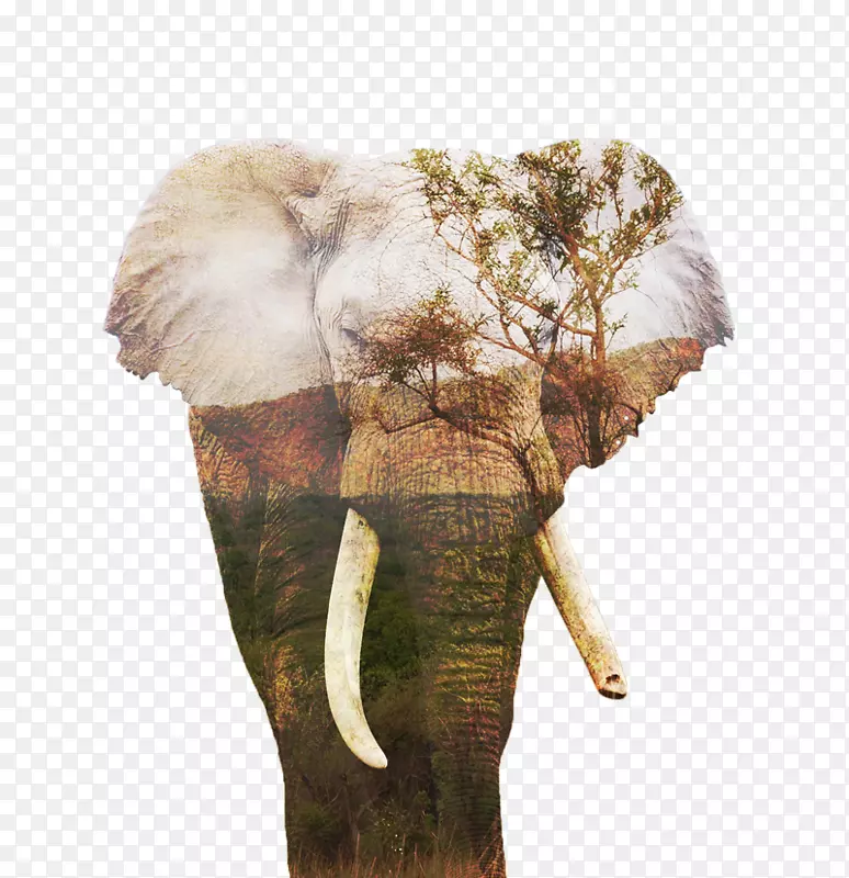 印度象非洲象陆地动物非洲灌木象