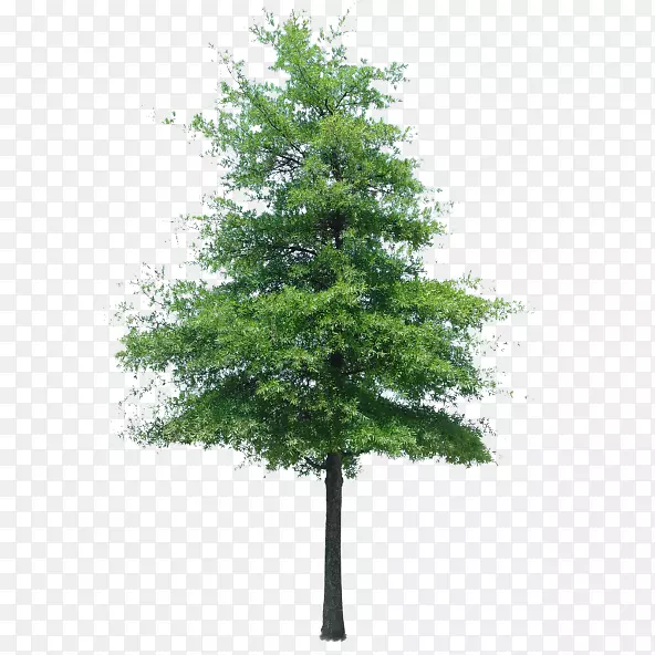 乔木灌木景观建筑植物-树木PNG图片素材下载_图片编号3458898-PNG素材网