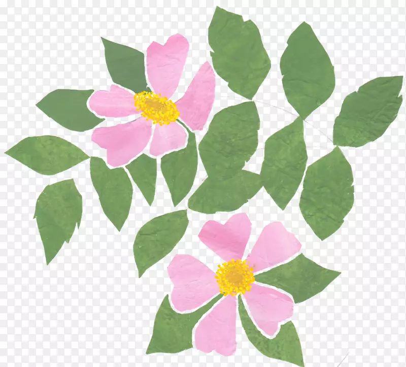 花设计粉红m瓣一年生植物设计