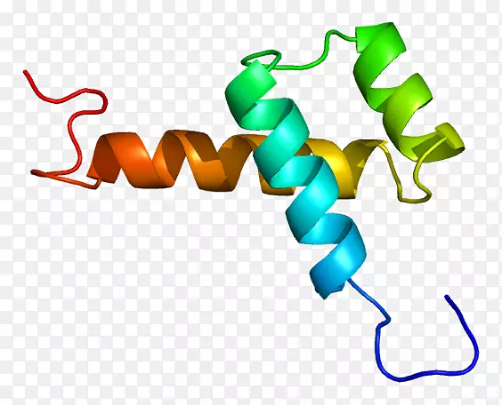 nk2同源框1基因甲状腺过氧化物酶转录因子