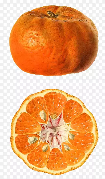 金门莲，橘子，朗普尔，血橙，香瓜