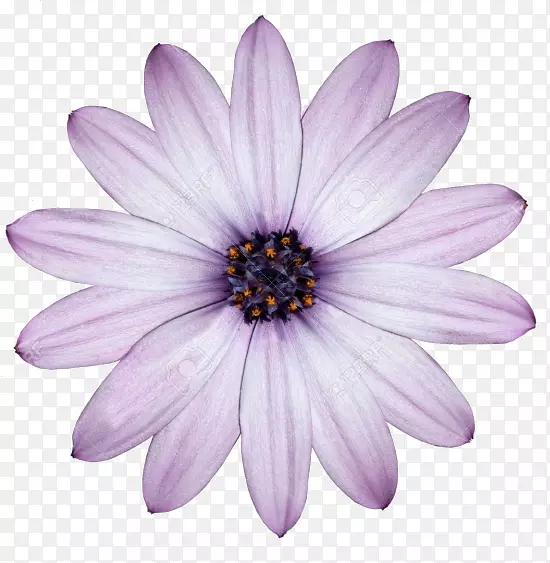 桌面壁纸普通雏菊紫色白花
