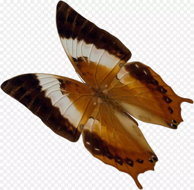 毛茸茸的蝴蝶，飞蛾蝴蝶