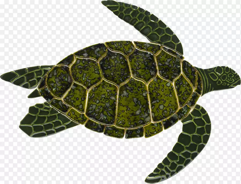 绿海龟壳