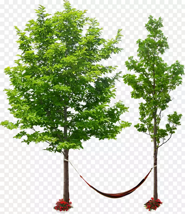 毛白杨纹理植物-树