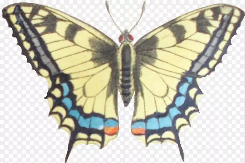 帝王蝶，细翅蝴蝶，家蚕，毛茸茸的蝴蝶-蝴蝶