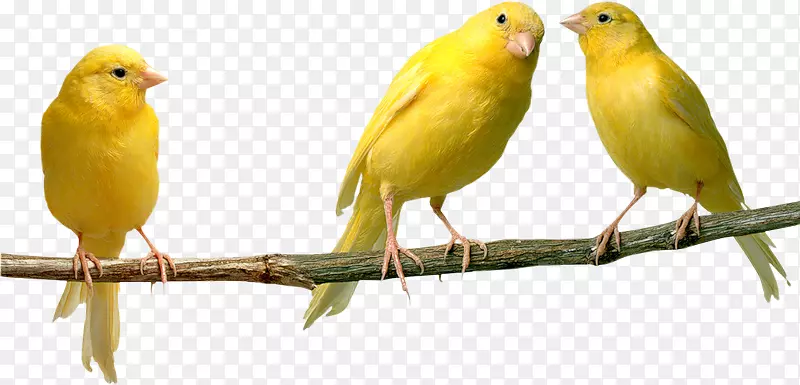 家养金丝雀鹦鹉黄色金丝雀-鸟