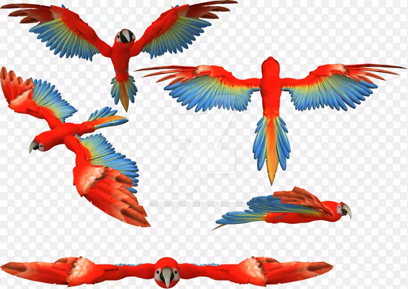 红金刚鹦鹉羽毛鹦鹉喙-猩红金刚鹦鹉