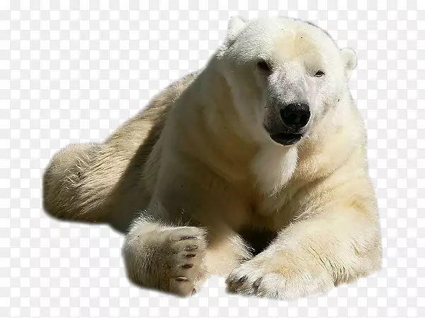 北极熊，棕熊，猫科，马鹿，马-北极熊