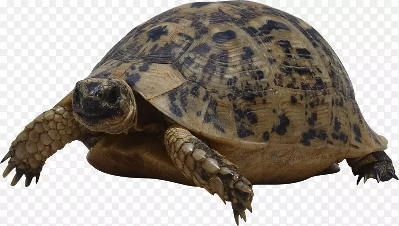 龟大龟