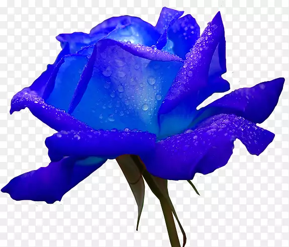 花玫瑰-蓝玫瑰