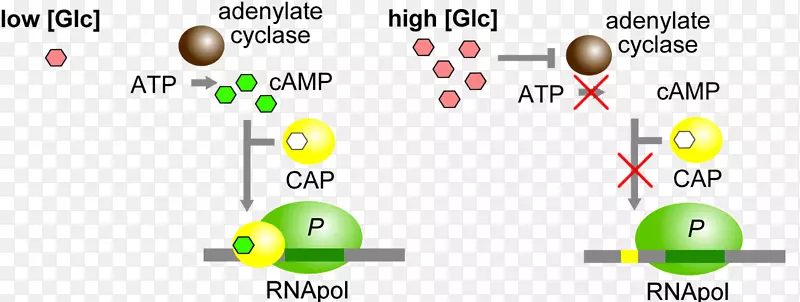 分解代谢激活剂蛋白lac操纵子cAMP受体蛋白环磷酸腺苷仪表板