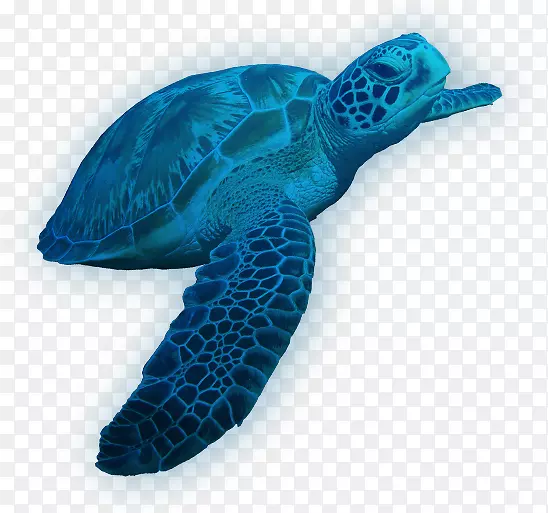 甲鱼皮龟龟PNG图片素材下载_图片编号3466345-PNG素材网