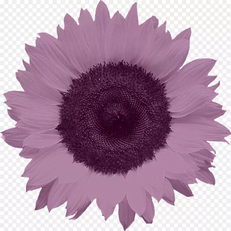 普通向日葵食品-紫色菊花