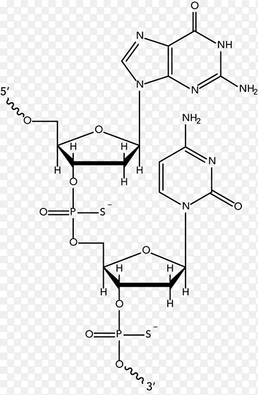 DNA寡核苷酸核酸结构-DNA核心的分子模型