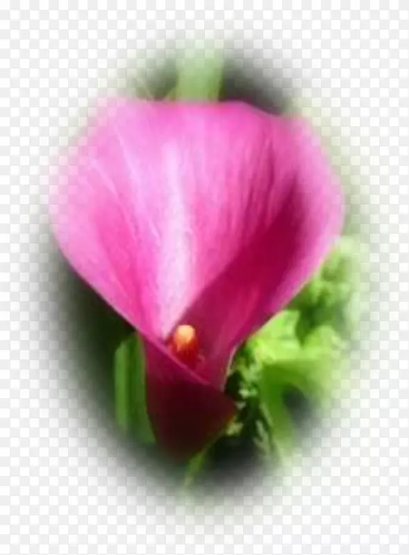 粉红色m一年生植物近景草本植物紫罗兰