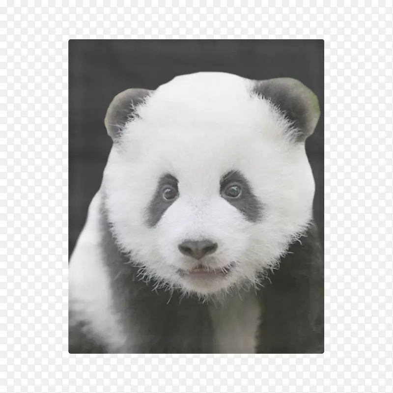 大熊猫ipad迷你2 ipad 1 ipad 2苹果iphone 8+-全印刷版