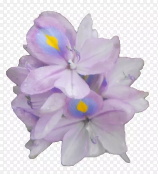 风信子紫草本植物科紫罗兰