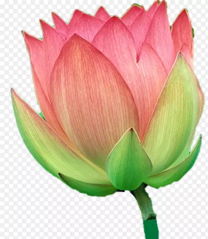 野莲花花瓣桌面壁纸-花