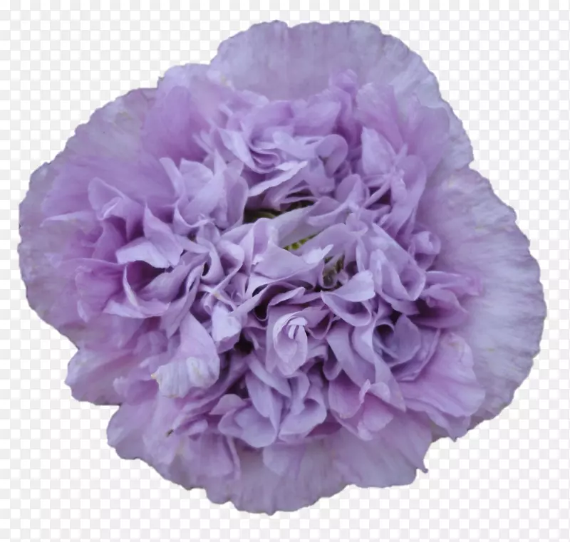 紫丁香婚礼紫色标签康乃馨-SRI Sarada Devi纺织品