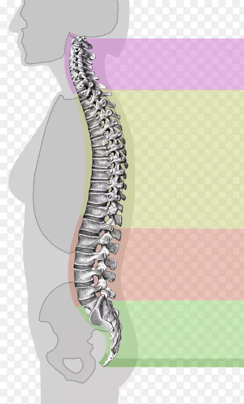脊柱胸椎颈椎脊髓-脊柱