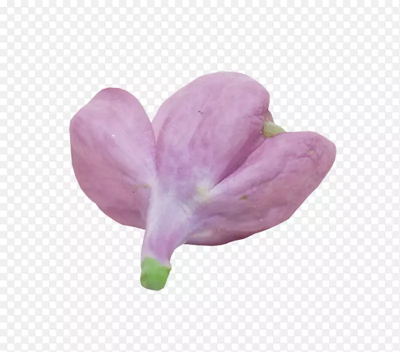 紫丁香开花植物-丁香