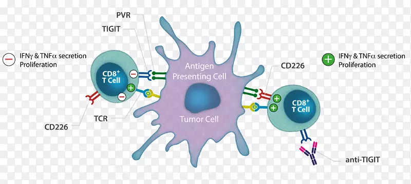 肿瘤免疫治疗T细胞嵌合抗原受体图形设计