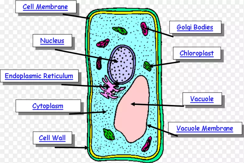 植物细胞人体图-植物