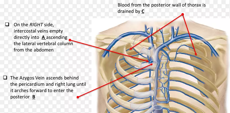 锁骨下静脉，锁骨下动脉，头臂静脉，髂总静脉
